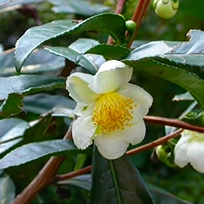 Supports metabolism enhancement, promotes effective fat-burning, and contributes to heart health through its natural plant compounds.