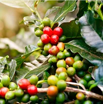 Derived from green coffee bean extract, this compound may help regulate glucose metabolism and support healthy blood sugar levels. It's also associated with reduced carbohydrate absorption.