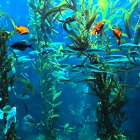 An amino acid that helps transport fatty acids to cell mitochondria where they're converted to energy, potentially supporting fat-burning processes and metabolism.